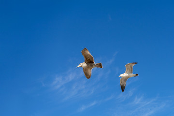 Two seagulls in flight with blue sky