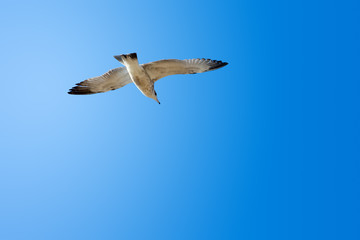 White seagull flight solo in bright clear blue sky