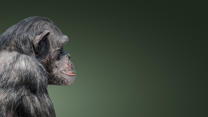 Banner with portrait of curious wondered Chimpanzee at smooth gradient background and copy space for text, details