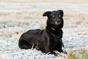 A large black dog with blue eyes lies on the field on an autumn day