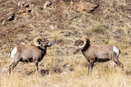 Bighorn Rut Season in Waterton Canyon