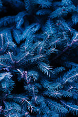 Spruce in classic blue color. Trendy  background. Color of the year 2020.