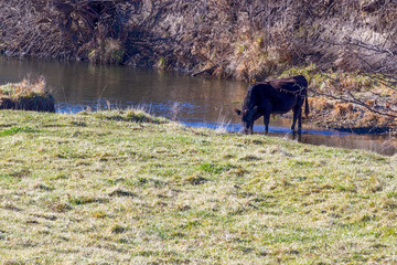 Cows in a creek 0553