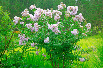 Flower of crape myrtle