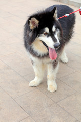 alaskan malamute