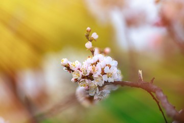 Nice white apricot spring flowers branch on green background nature