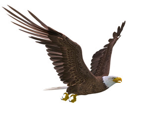 bald eagle hunting on white background