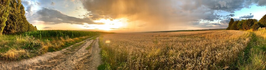 Fototapeta na wymiar landscape with wheat field and blue sky