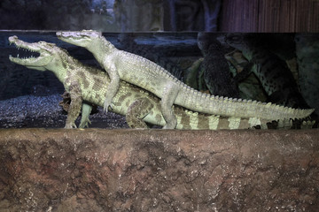 Two crocodiles lying in water at a zoo