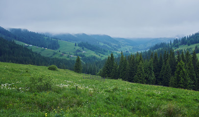 Fototapeta na wymiar forested rolling hill on a cloudy day. lovely nature scenery of mountainous countryside.