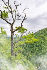 Dry oak tree on a rocky slope in the fog