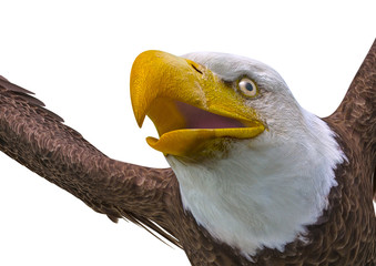 bald eagle on white background close up
