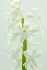 Obraz premium macro view of white hyacinth in white background