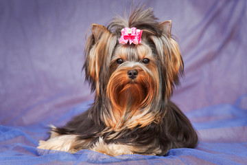 Yorkshire Terrier is one of the most popular indoor and decorative dog breeds.