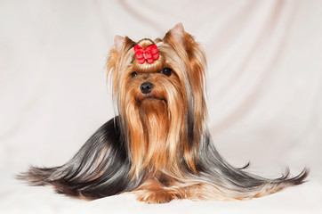 Naklejka premium Yorkshire Terrier is one of the most popular indoor and decorative dog breeds.