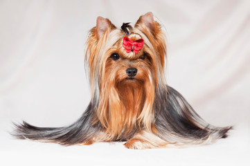 Naklejka premium Yorkshire Terrier is one of the most popular indoor and decorative dog breeds.