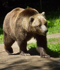 Young Mainland Grizzly bear subspecies of brown bear walking on path