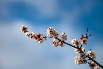 Nice white apricot spring flowers branch on blue sky background