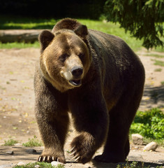 Obraz premium Mature Mainland Grizzly bear subspecies of brown bear walking on path