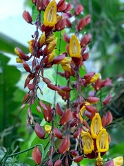 Obraz premium flowers in garden