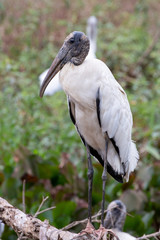 Ein freigestellter Waldstorch in der Seitenansicht auf einem Ast im brasilianischen Pantanal