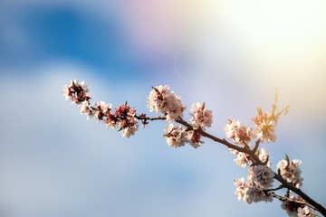Nice white apricot spring flowers branch on blue sky background