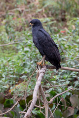 Ein freigestellter Schwarzbussard sitzt in Augenhöhe auf einem Ast in der Seitenansicht