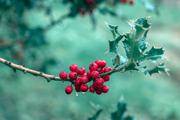 Beautiful boughs with bright red berries with raindrops and green leaves of Ilex aquifolium, traditional Christmas holly decor