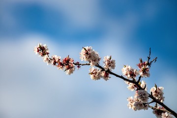 Nice white apricot spring flowers branch on blue sky background