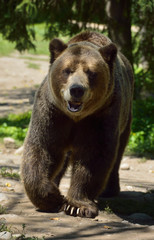 Fototapeta premium Head on view of Mainland Grizzly bear subspecies of brown bear walking on path