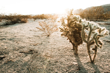 Desert sunrise over cactus