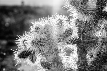 Cactus needles in the sunlight 