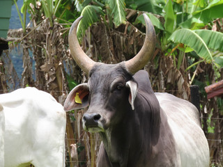 Big horned zebu ox on a farm