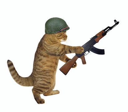 The beige cat soldier in an army helmet holds a big Kalashnikov machine gun. White background. Isolated.