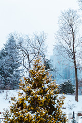KYIV, UKRAINE - JANUARY 28,2019: Fomin Botanical Garden after snow storm in Kyiv, Ukraine on...