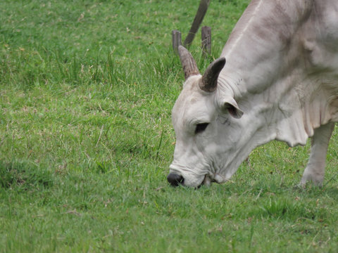 Nelore ox eating grass. This animal is characteristic white