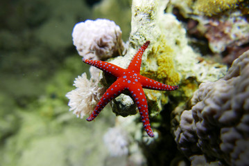 Nice red and blue starfish