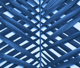 Palm tree leave in trendy blue color.