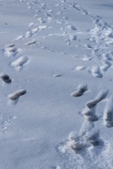 footprints in the snow