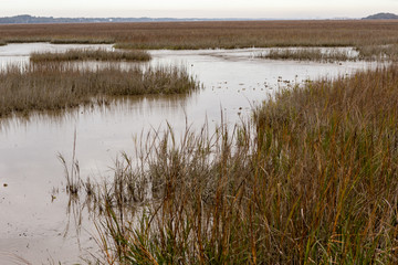 South Carolina Lowlands Marsh low-tide river with marsh reeds
