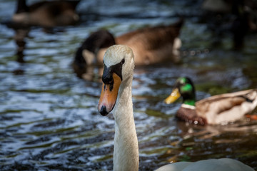 Beautiful majestic white swan in water.