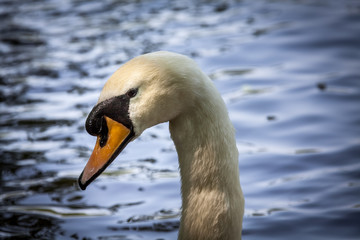 Beautiful majestic white swan in water.