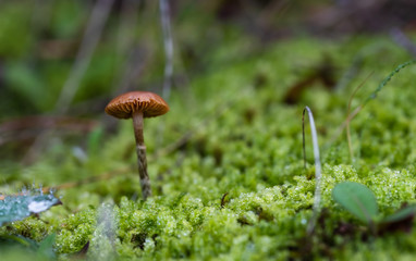 Close up of a small mushroom. Glowing greens with dew drops.