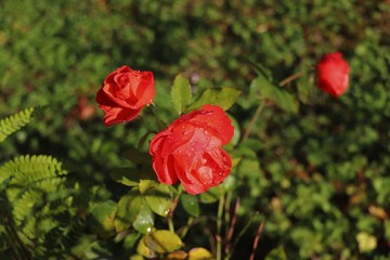 Sweet red roses after the rain
