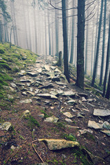 thick morning fog in the summer forest. thick morning fog in the forest at pond. Morning landscape...