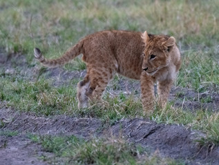 Lion cub closeup