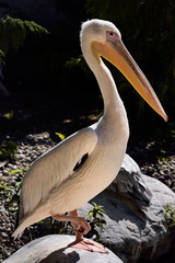 Great White Pelican standing on a rock lifting up one foot