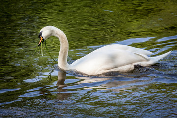 Beautiful majestic white swan in water.