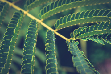 Subdued Green Fern Like Mimosa Leaf Texture