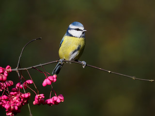Blue tit, Cyanistes caeruleus